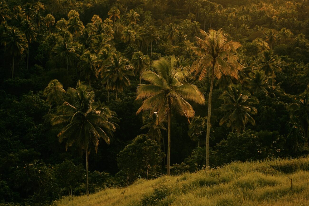 Serene view of a tropical forest with tall palm trees basking in warm summer light.