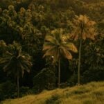 Serene view of a tropical forest with tall palm trees basking in warm summer light.